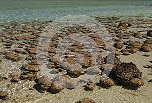 Stromatolite